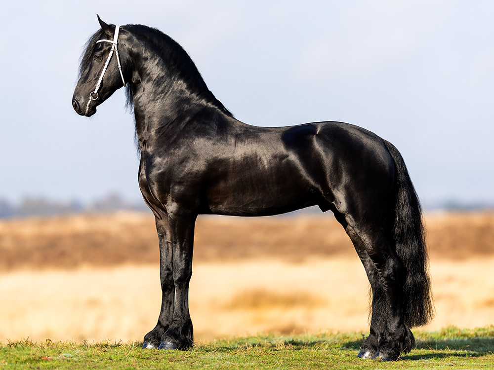 Frison